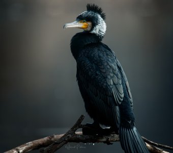 Образы живой природы