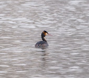 Очень одинокая чомга