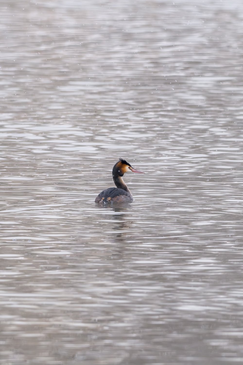 Очень одинокая чомга