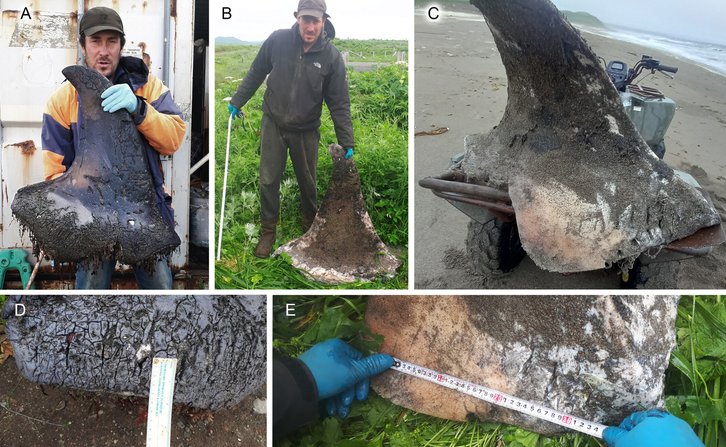 Фото: Marine Mammal Science.