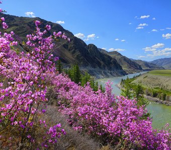 Май в Горном Алтае