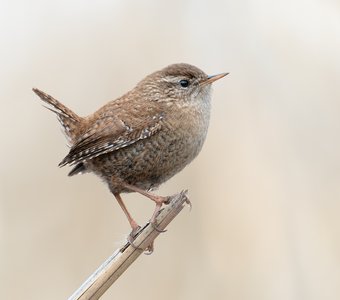 Портрет крапивника