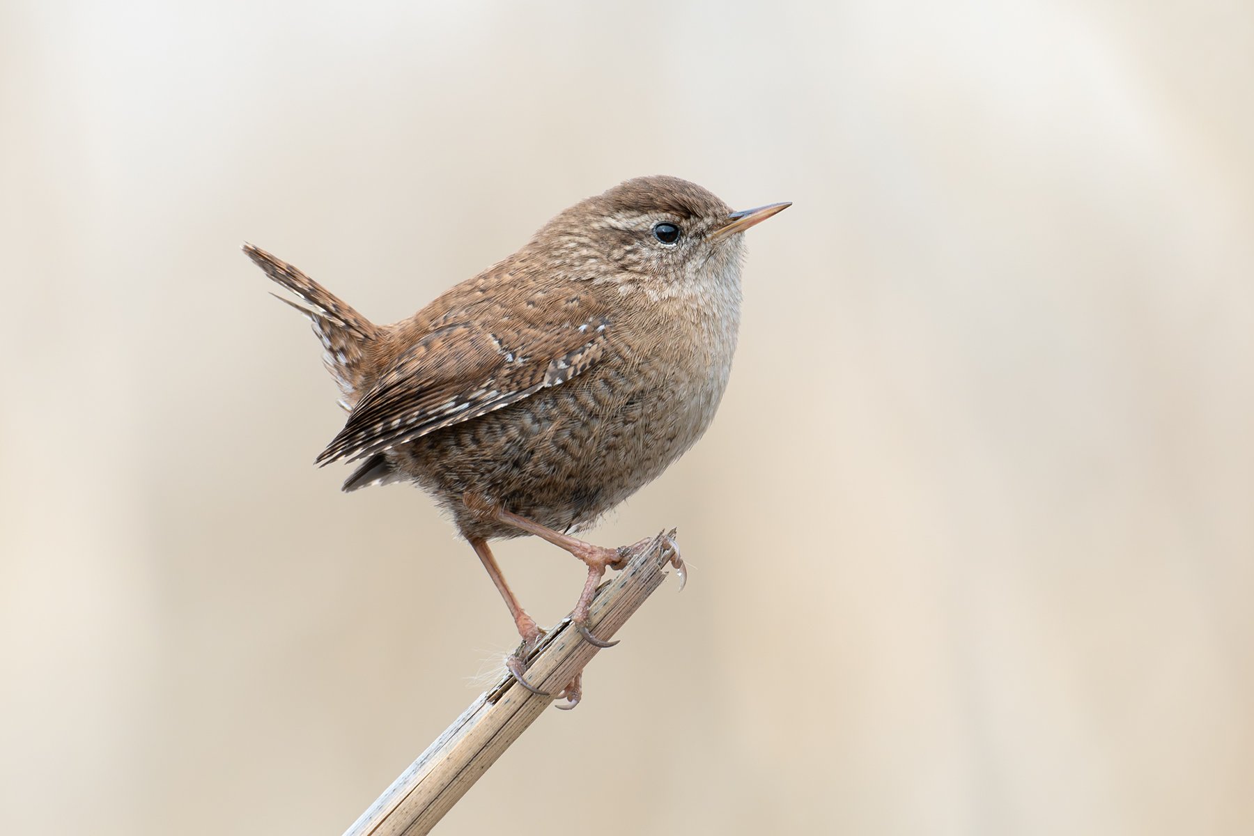 Портрет крапивника