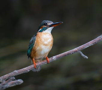 Портрет зимородка