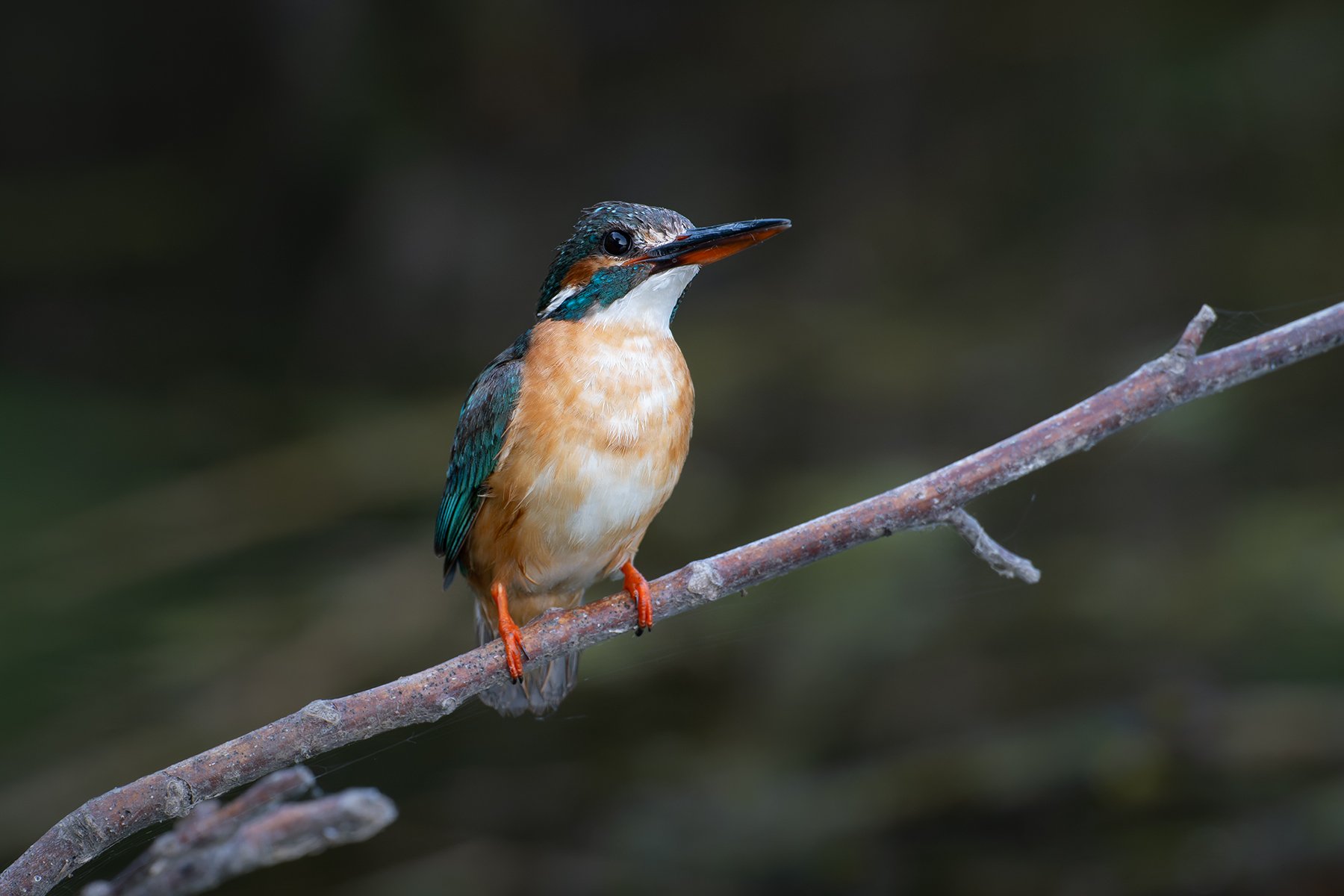 Портрет зимородка