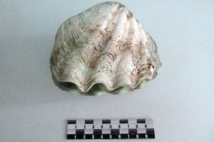 Турист вывез из Таиланда раковину — его остановили на таможне