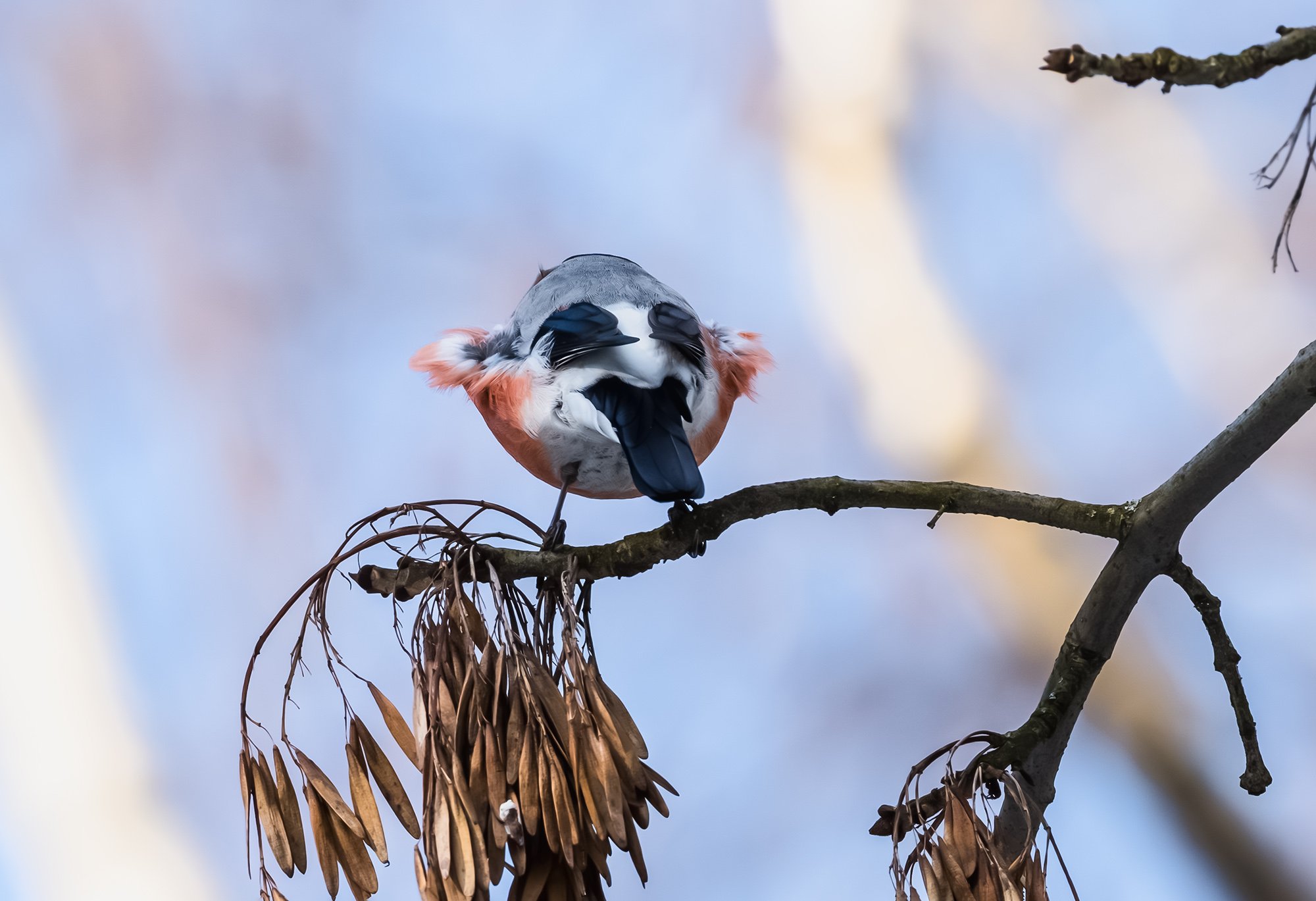Показалось, или меня кто-то дразнит?