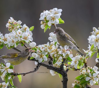 Весна и не иначе