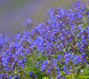 Сапфировый край