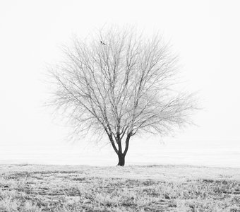 Двухцветное утро