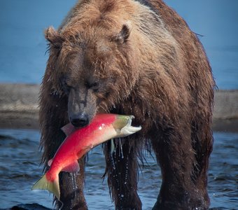 Ушел на обед