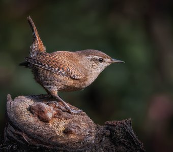 Задерихвост