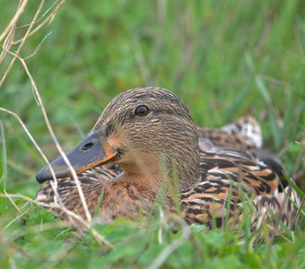 Отдых в траве