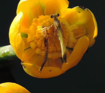 Преображение