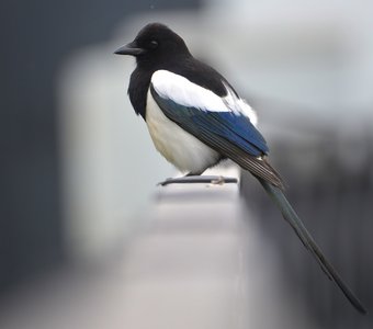 Синекрылка