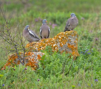 Три девицы-вяхерицы