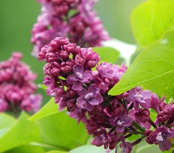 Сирень в цвету