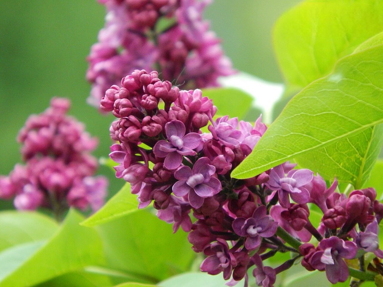 Сирень в цвету