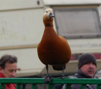 Высоко сижу, далеко гляжу