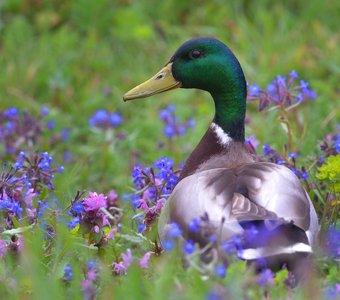 Цветочный бум