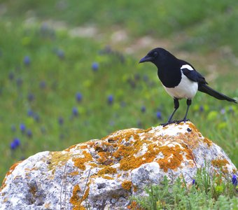 Смотрит в душу