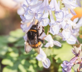 Не успел проснуться, а уже пора жужжать
