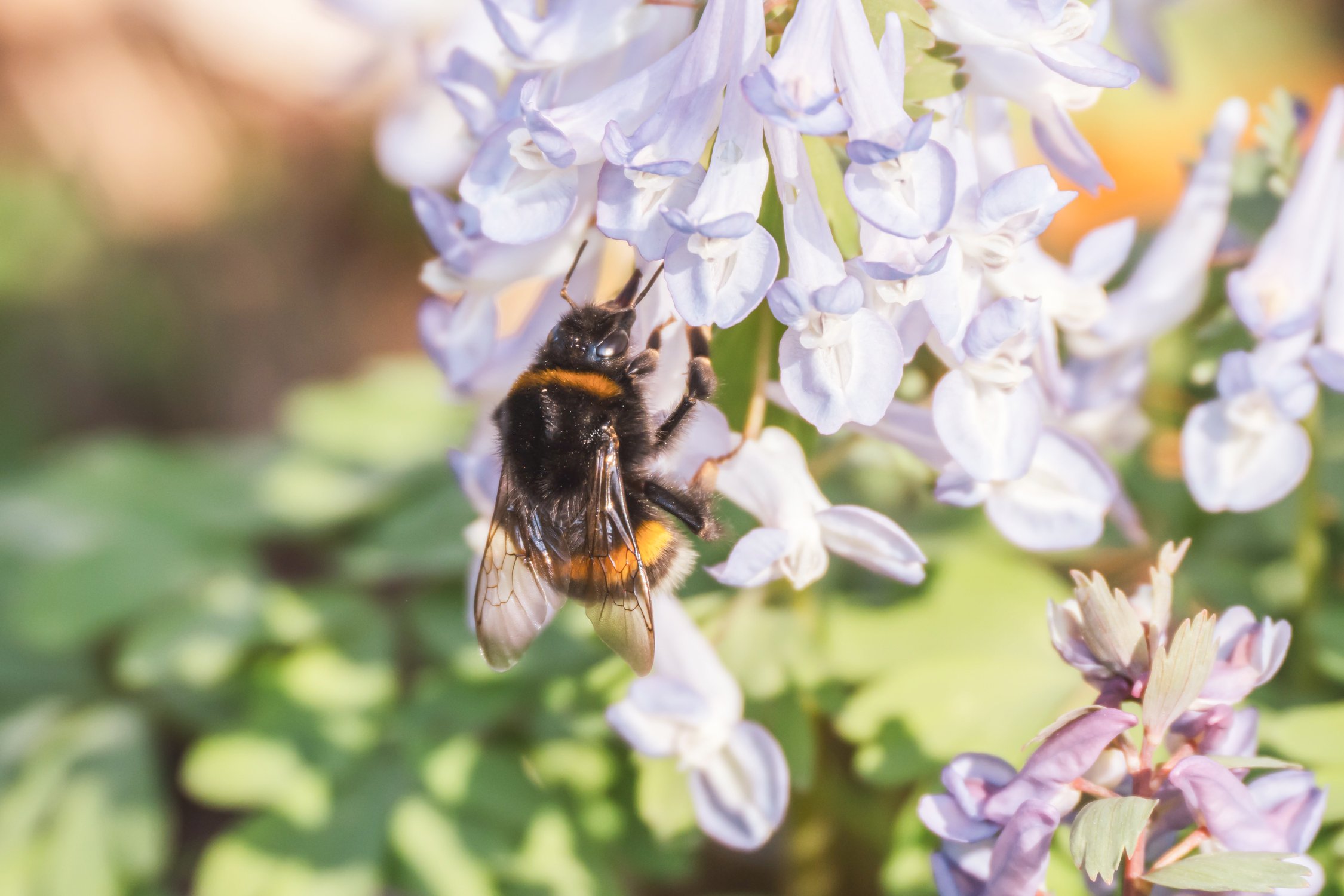 Не успел проснуться, а уже пора жужжать