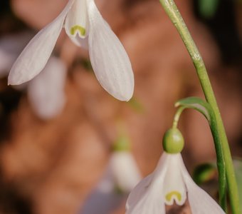 Подснежники в марте