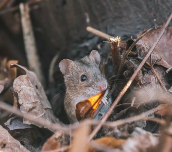 Маленький смотритель ботанического сада Петра Великого