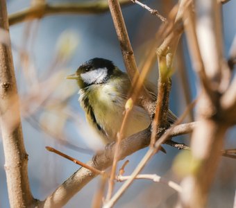 В ожидании первых листиков