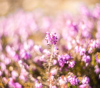 Хоровод из вереска