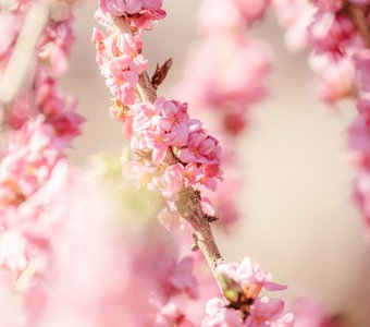 Запах весны