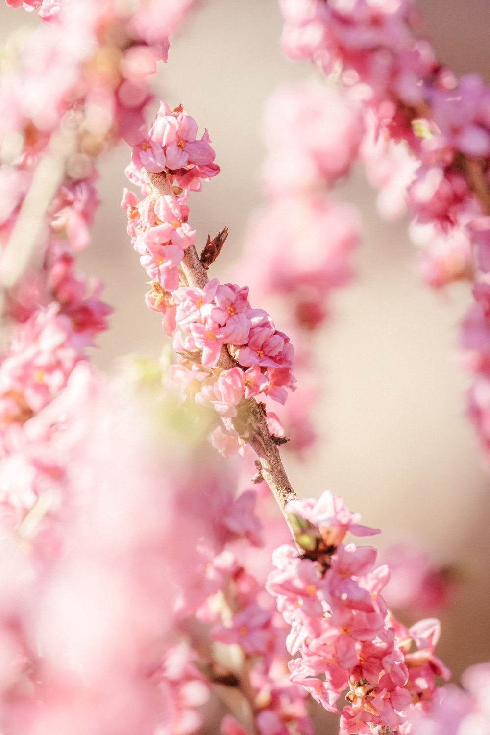 Запах весны