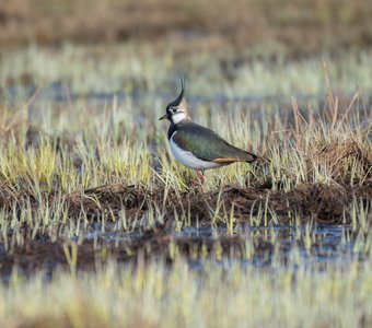 В гостях хорошо, а дома лучше.
