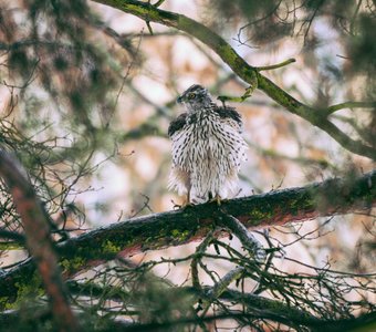 Мистер пушистые штаны