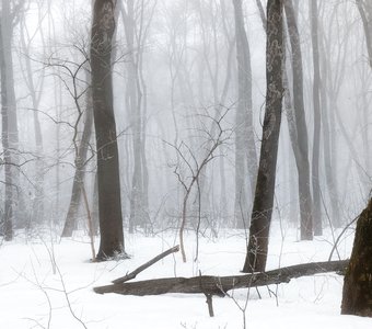 Туман в лесу