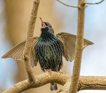 1 апреля — Международный день птиц!