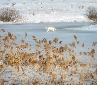 Пруд во льду