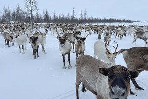Тундра, олени и на 50 километров вокруг ни одного человека