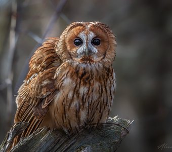 Лупоглазик