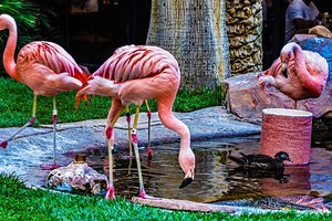 Турист украл из отеля Flamingo живого фламинго