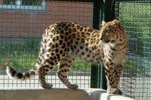Московский зоопарк запустил акцию к 8 марта: в леопардовом вход со скидкой!