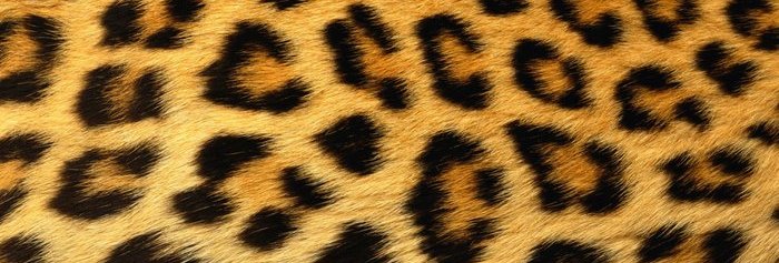 Угадай пятнистую кошку