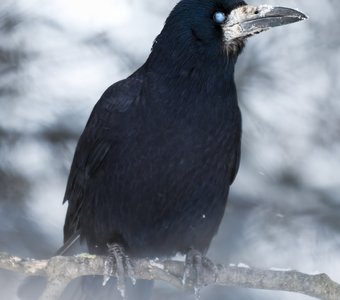 Грач (Corvus frugilegus)