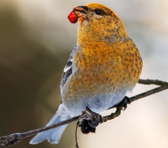 Таёжный попугай