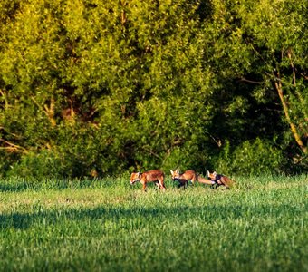 Лисье семейство