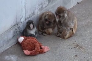 Хорошие новости: макак Панч перерос свою плюшевую игрушку и дружит с сородичами
