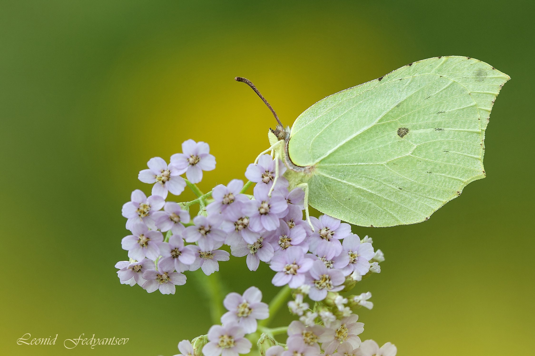 Крушинница отдыхает на тысячелистнике
