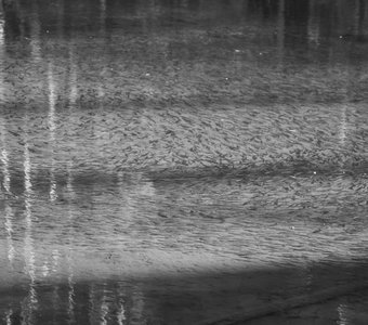 Щучий залив