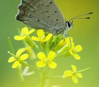 Червонец пятнистый